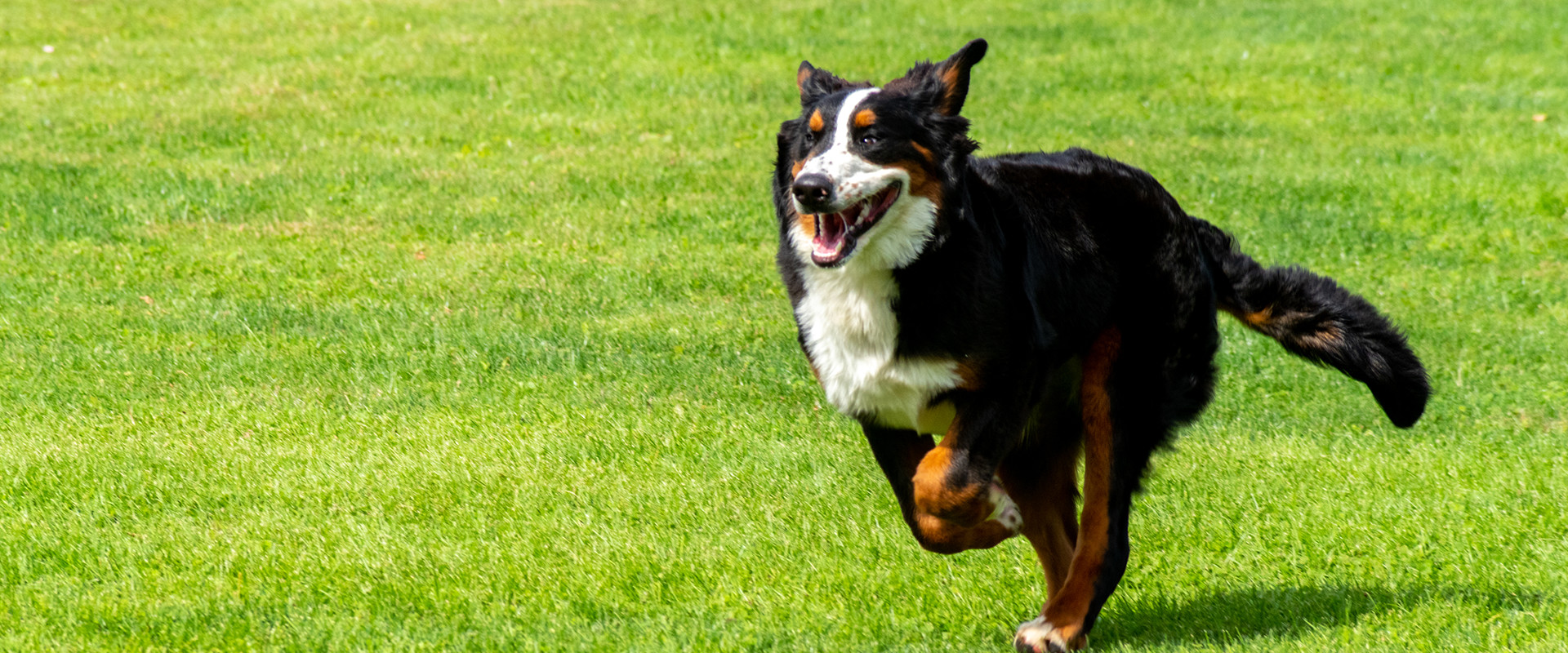 静かな農村地帯でのびのびと育った、優秀で健康的な犬を育成しております