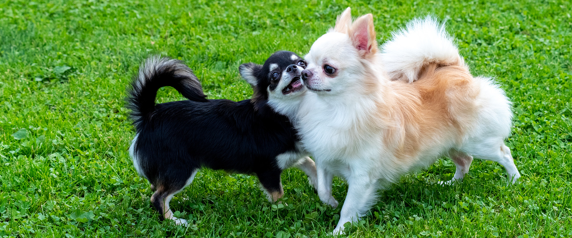 静かな農村地帯でのびのびと育った、優秀で健康的な犬を育成しております