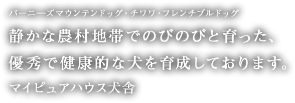 静かな農村地帯でのびのびと育った、優秀で健康的な犬を育成しております