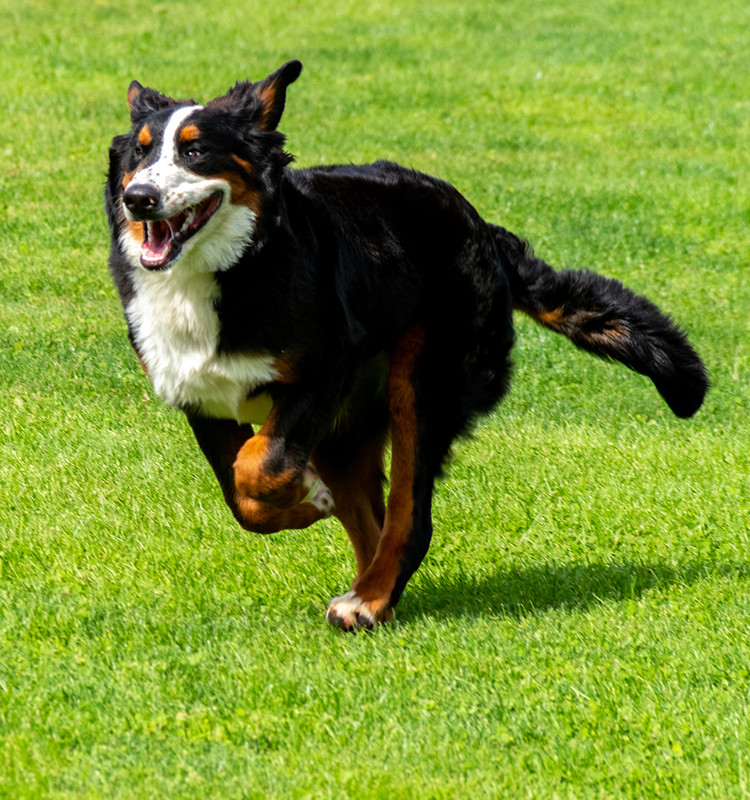 静かな農村地帯でのびのびと育った、優秀で健康的な犬を育成しております