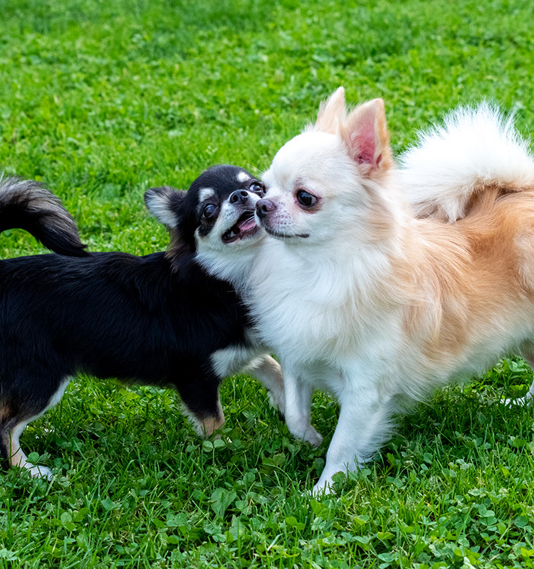 静かな農村地帯でのびのびと育った、優秀で健康的な犬を育成しております