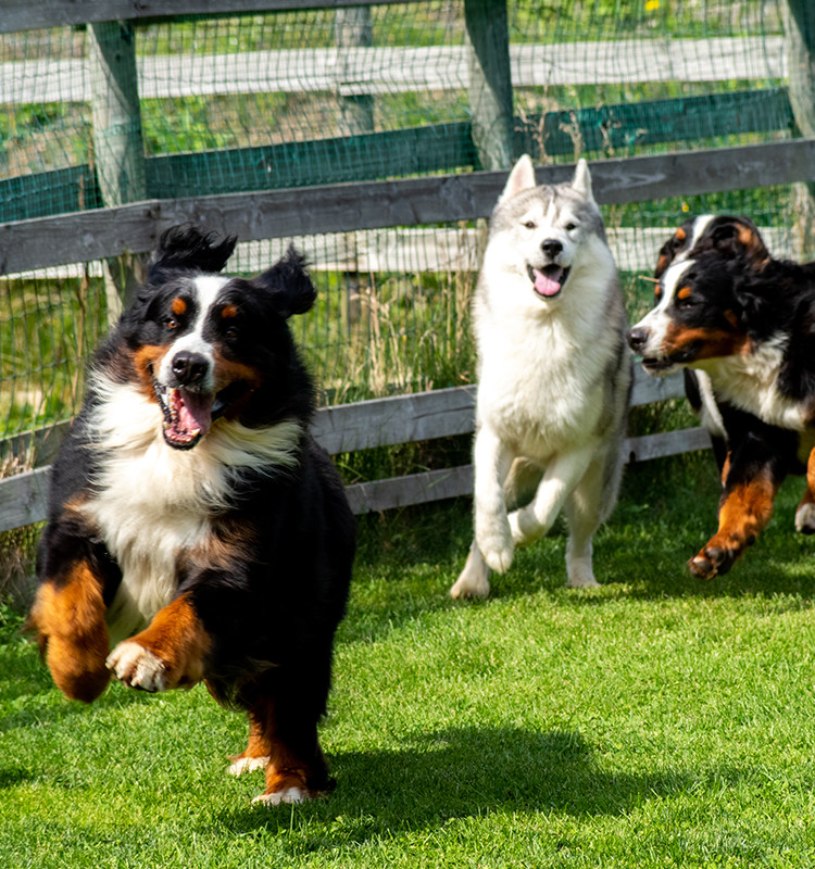 マイピュアハウス犬舎 のびのびと育った優秀な犬を育成します