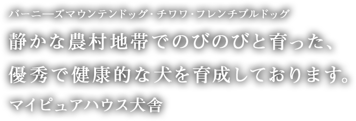 静かな農村地帯でのびのびと育った、優秀で健康的な犬を育成しております