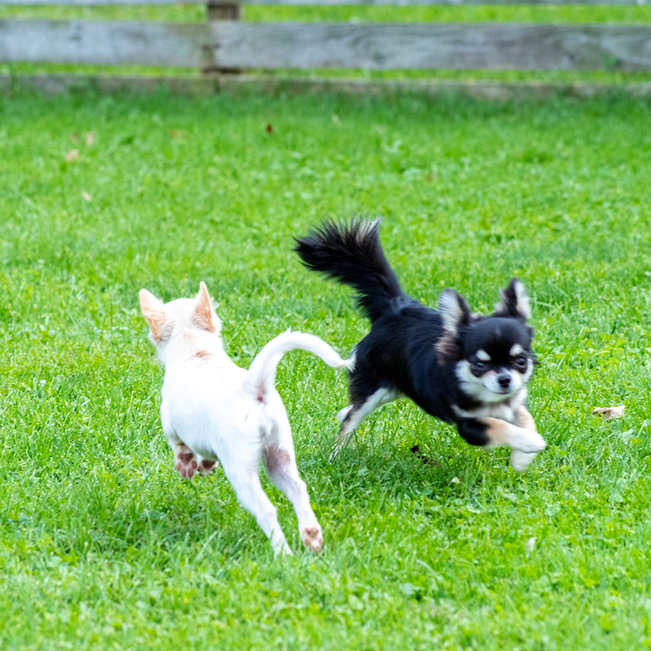 マイピュアハウス犬舎 のびのびと育った優秀な犬を育成します